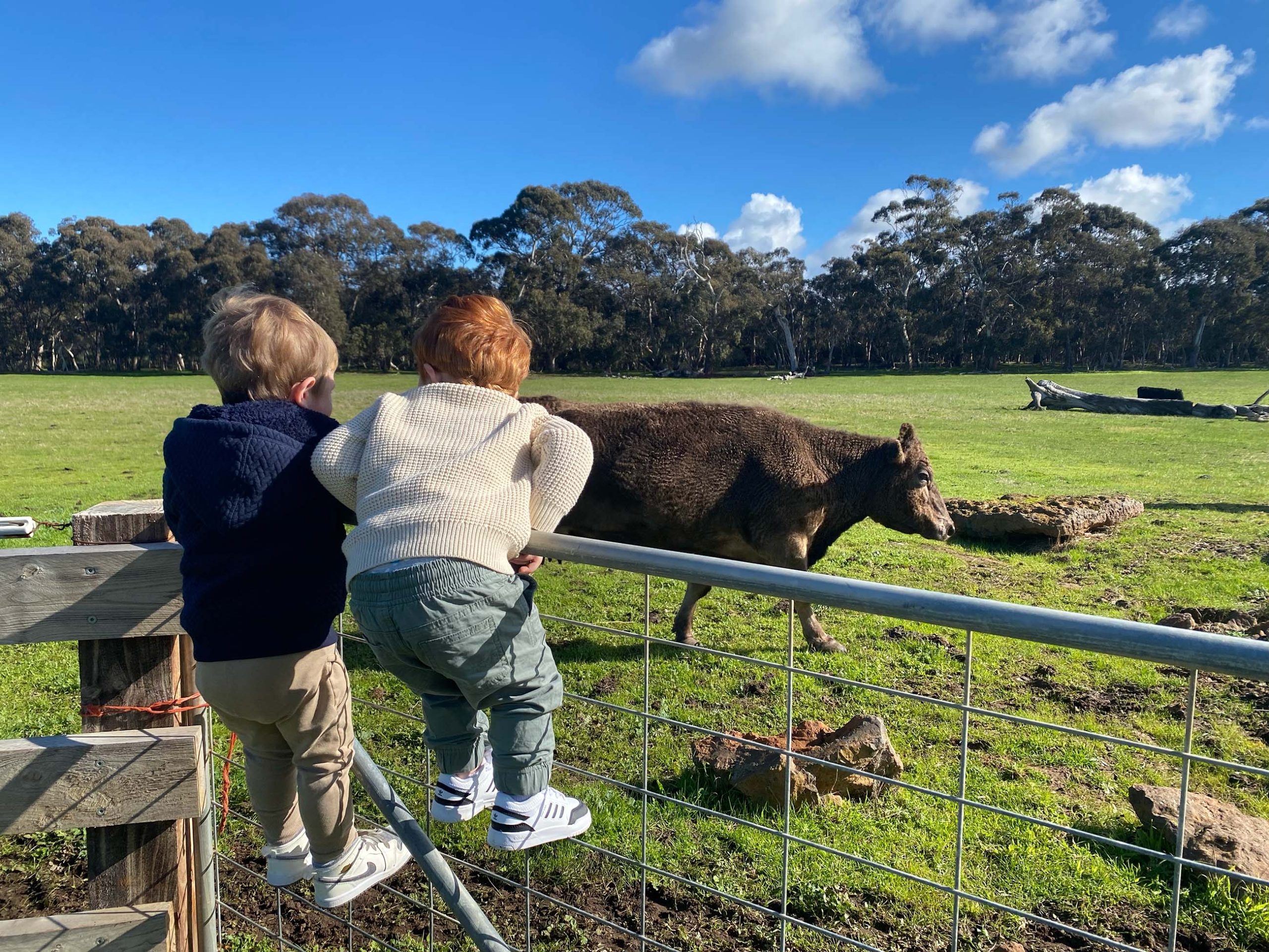 Boys enjoying the view of the cows at moos distillery family friendly distillery